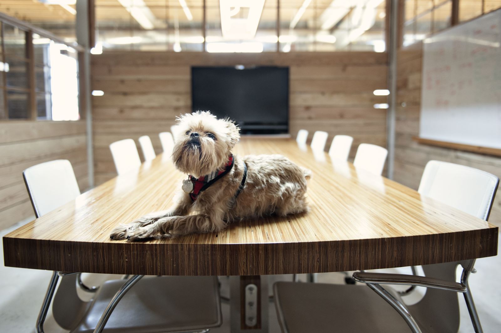 Far out Friday: Are you ready for international ‘Take Your Dog to Work Day’?