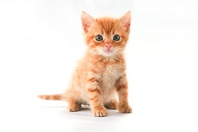 Far out Friday: Uber launches kitten delivery for employees