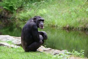 Chimps to have their day in court