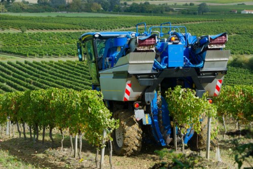 Vineyard worker killed in grape harvesting mishap