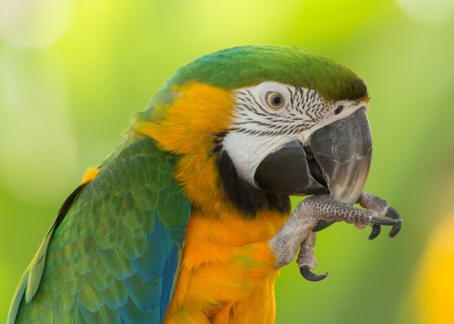 Woman sentenced to life after parrot parrots man’s chilling last words