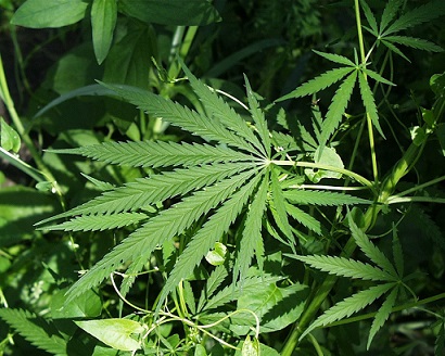 Lighter Side: Texas lawyers say ‘Don’t Eat Your Weed’ in hit country song