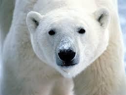 Wanted: 1 x polar bear scout 