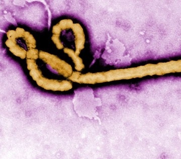What the Ebola outbreak means for insurance