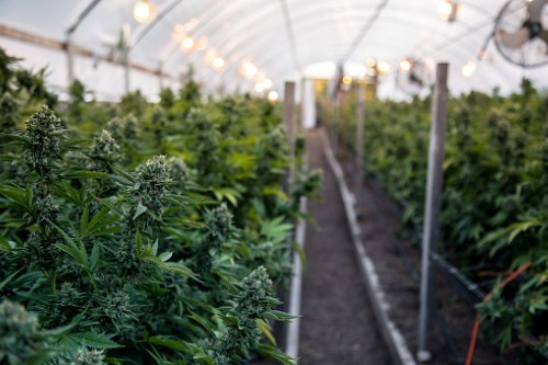We have legitimacy in pot space, says Horizons