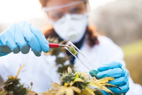 Canadian pot firm to partner with university on medical trial
