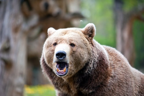 Are bulls and bears set for extinction?