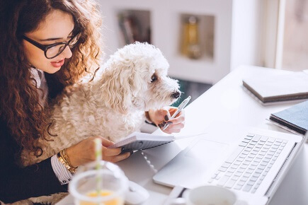Should your workplace allow pets?
