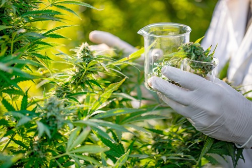 Two firms act as Australian medicinal cannabis company makes Canadian acquisition