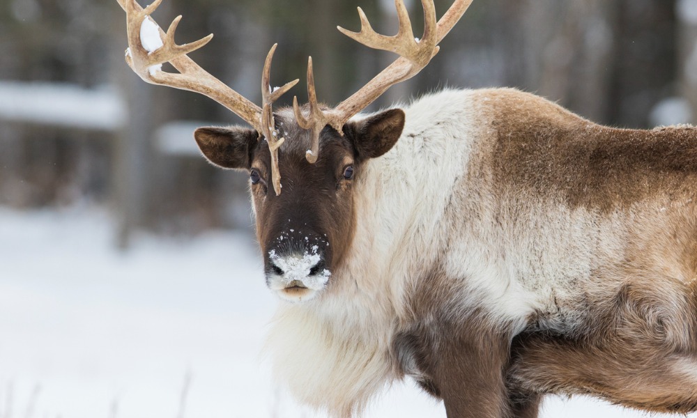 Environmental law group Ecojustice highlights federal inaction amid caribou habitat issue