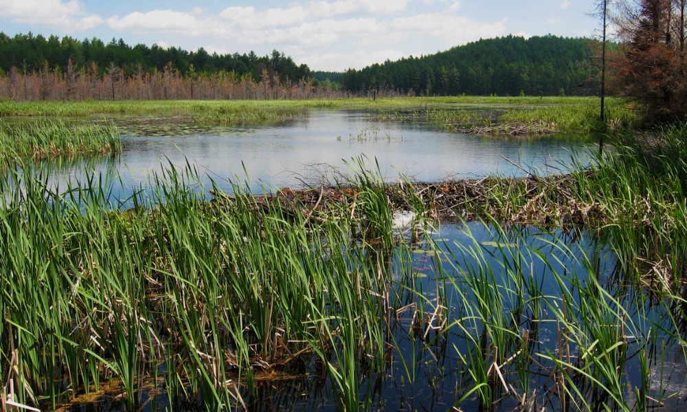 Ontario Superior Court upholds injunction to protect wetlands