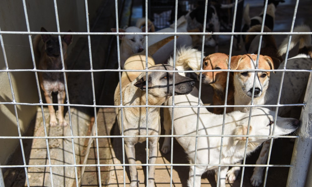 Animal Justice raises concern over new federal policy prohibiting canine imports