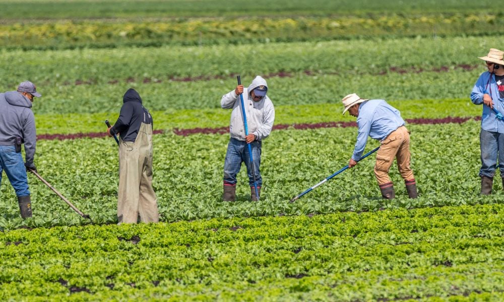 Canada strengthens protections for temporary foreign workers