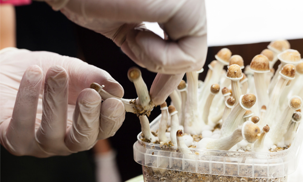 Psychedelics industry gains momentum
