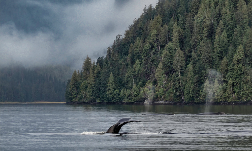 Marine Protected Area network off B.C. Coast could provide a template: West Coast Environmental Law