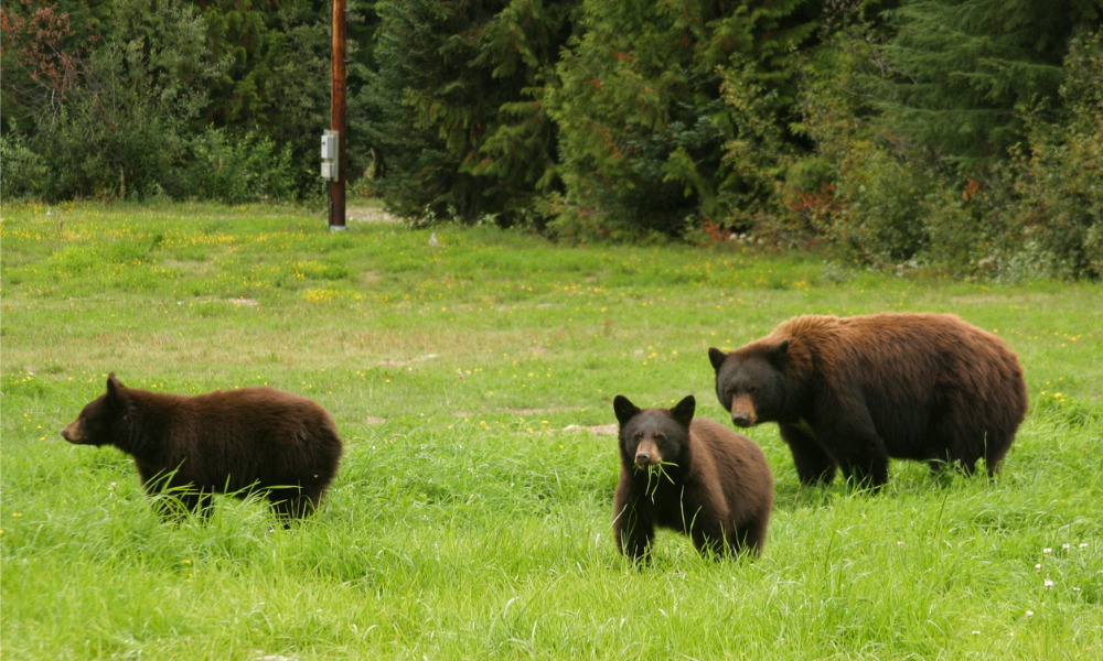 B.C. judge sets $60,000 fine on Whistler resident who deliberately fed bears to highlight deterrence