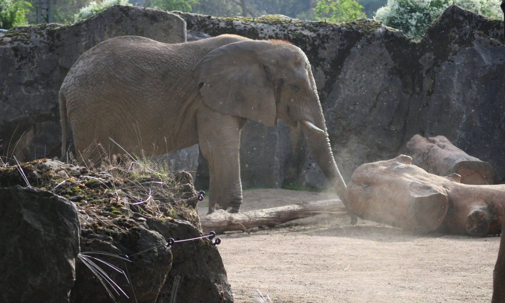 Colorado Supreme Court stomps on elephants' legal bid for liberty