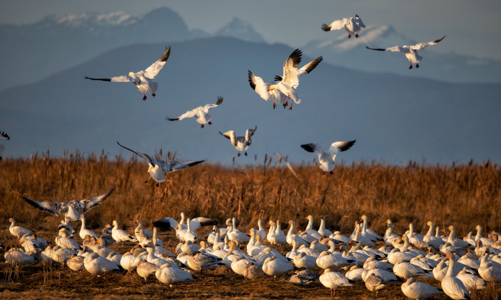Federal court sides with ENGOs on expanding habitat protection for endangered birds