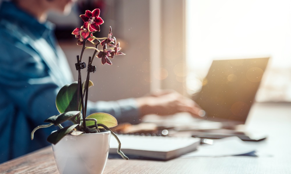 Office plants help boost workers’ mental health: study