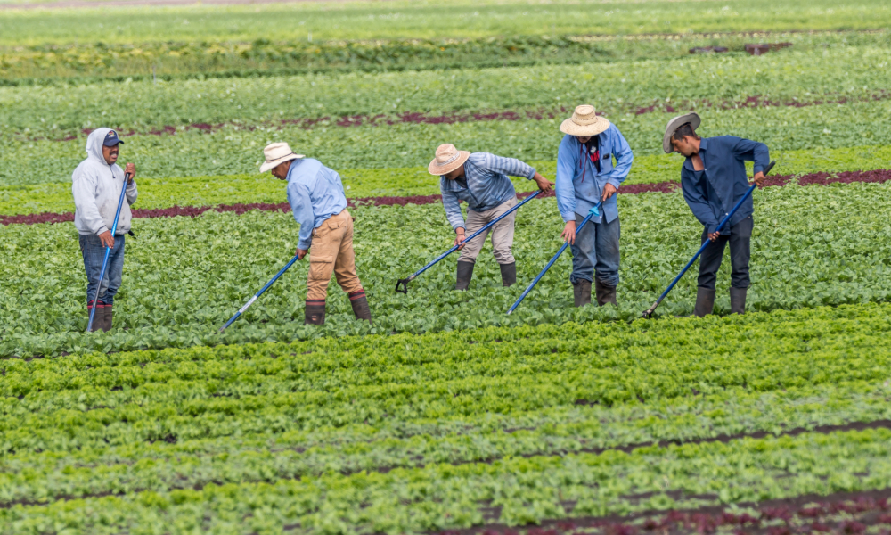 B.C. launches registry to better protect foreign workers