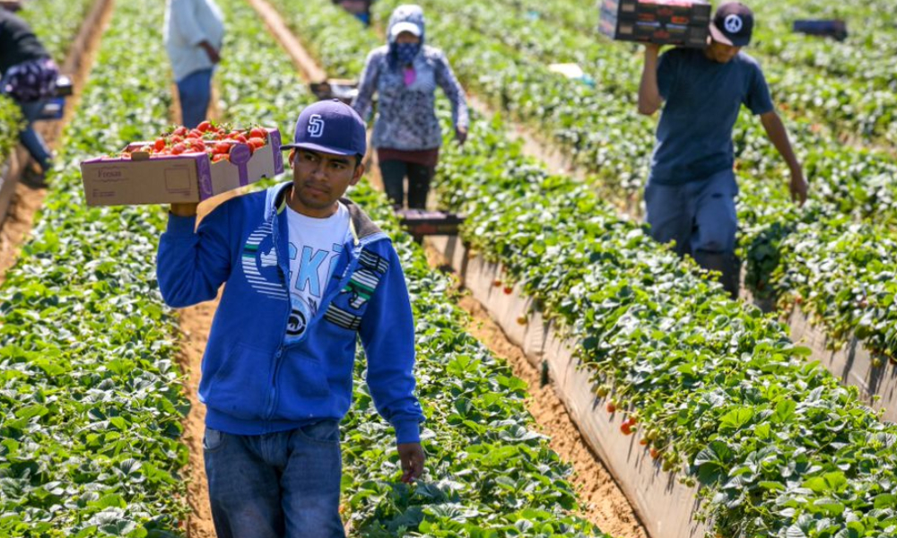 A fork in the road for agricultural temporary foreign workers