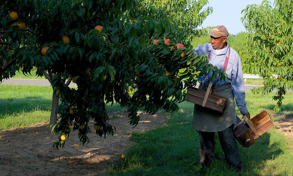 Ontario launches web portal to connect agri-food sector and workers