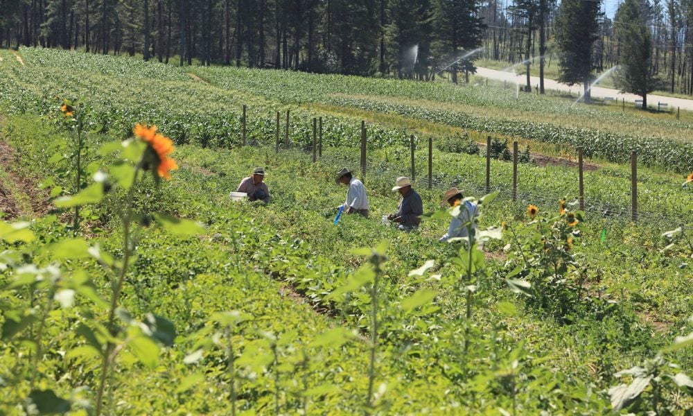 Feds extend temporary measures under Temporary Foreign Worker Program