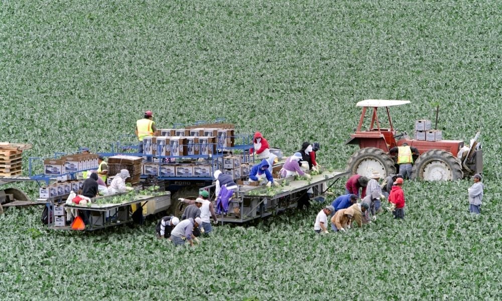 Ontario hands out 'cultural resources' for agri-food workers