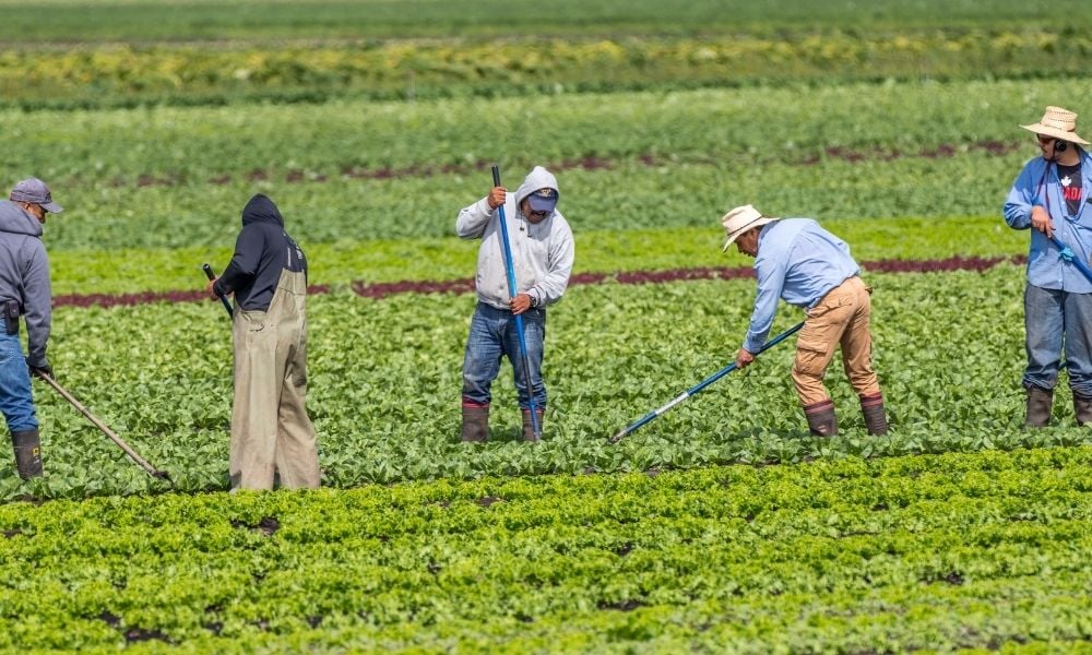 Jamaica sends team to investigate farm workers in Canada