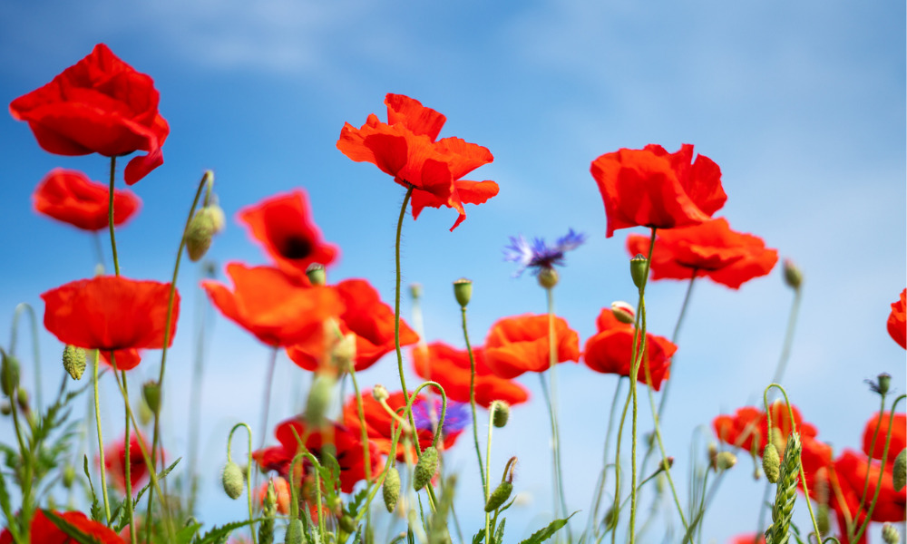 9 in 10 women experiencing ‘Tall Poppy Syndrome’