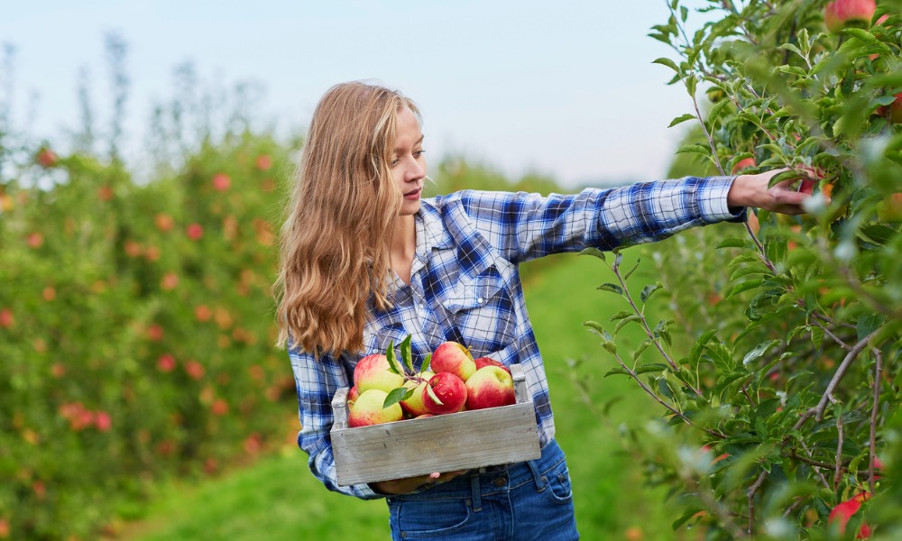 Province faces criticism for allowing 12-year-olds to work in agriculture