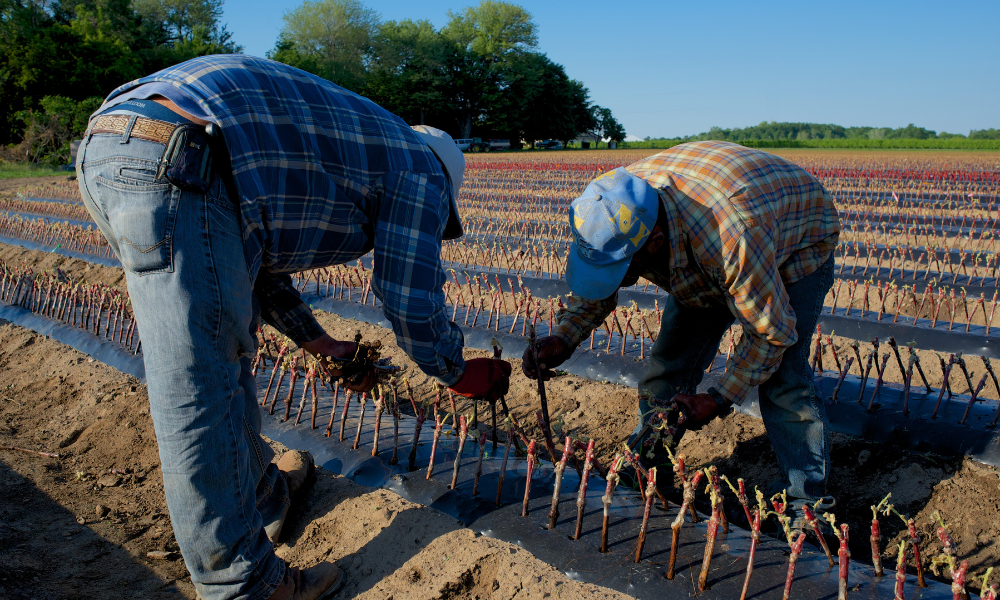 Ontario residents charged with human trafficking of temporary workers