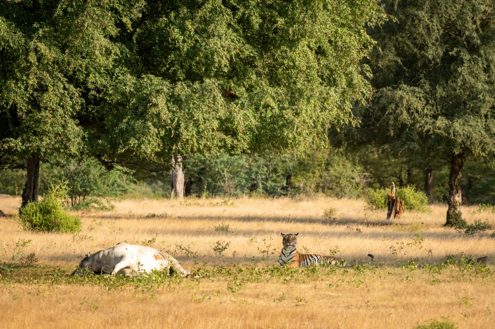 Biodiversity loss poses a significant risk to your clients report warns