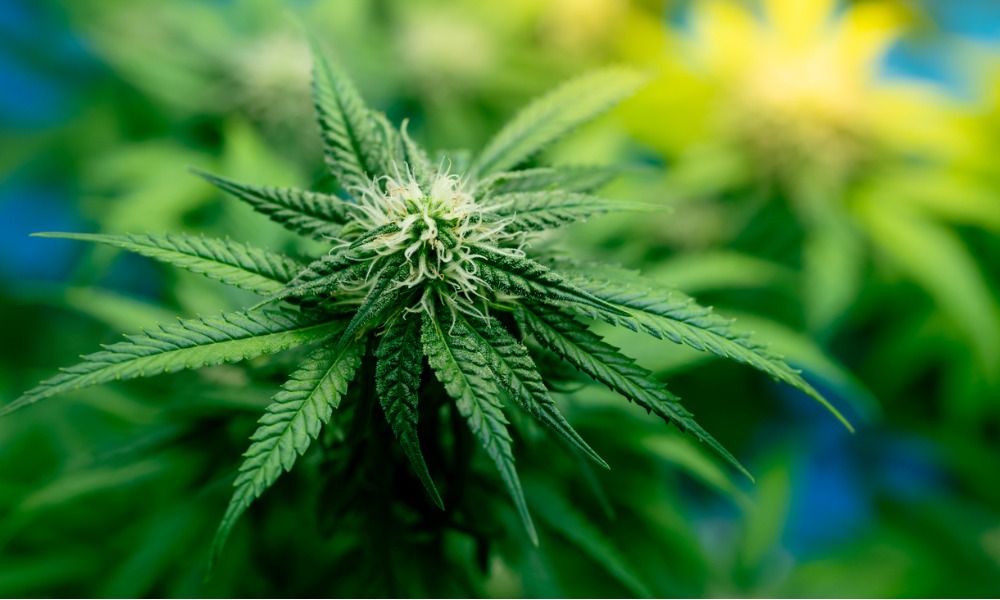 US DEA plans historic reclassification of marijuana, pot stocks rise
