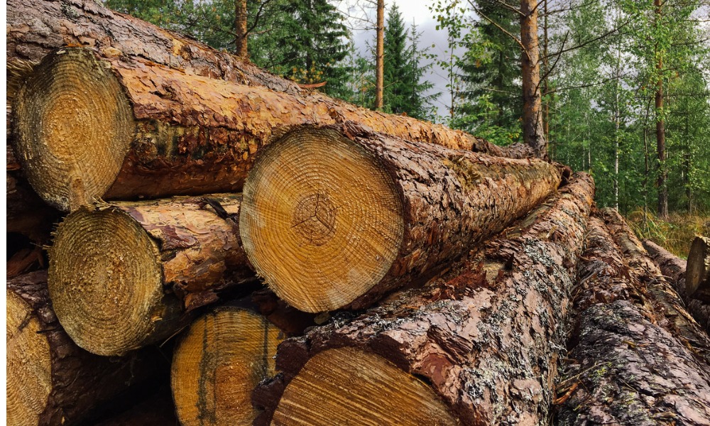 A guide about harvesting timber on private land in Canada