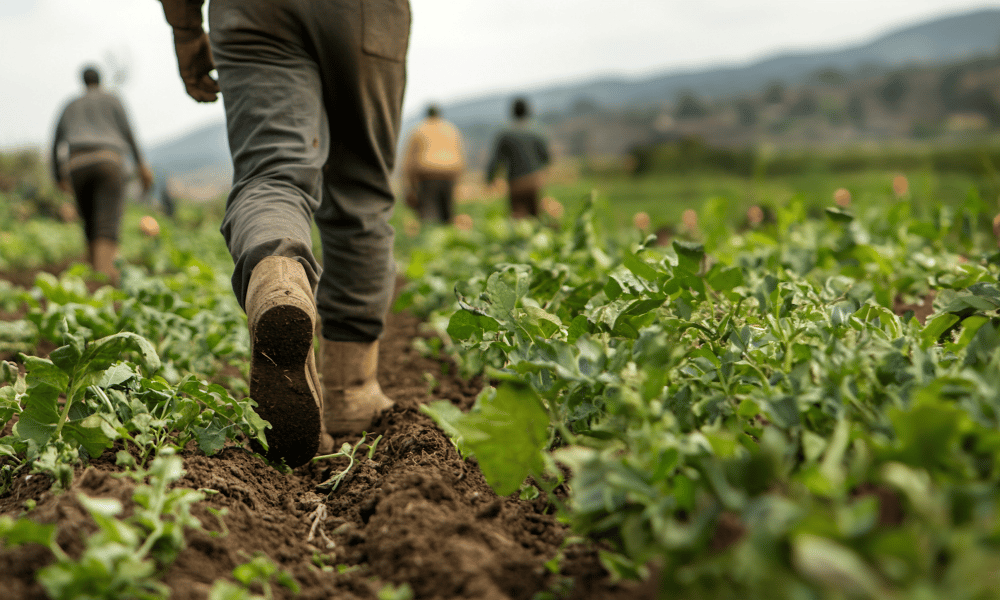 Court certifies 75,000-worker class action over farm program restrictions