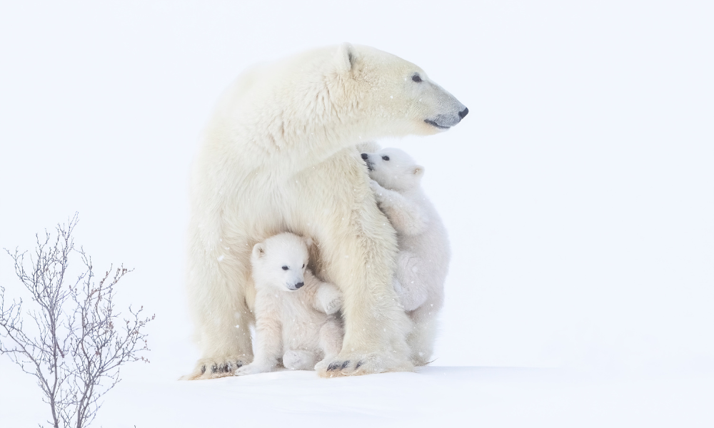 Manitoba Court of Appeal refuses injunctive relief regarding tundra vehicles for polar bear viewing