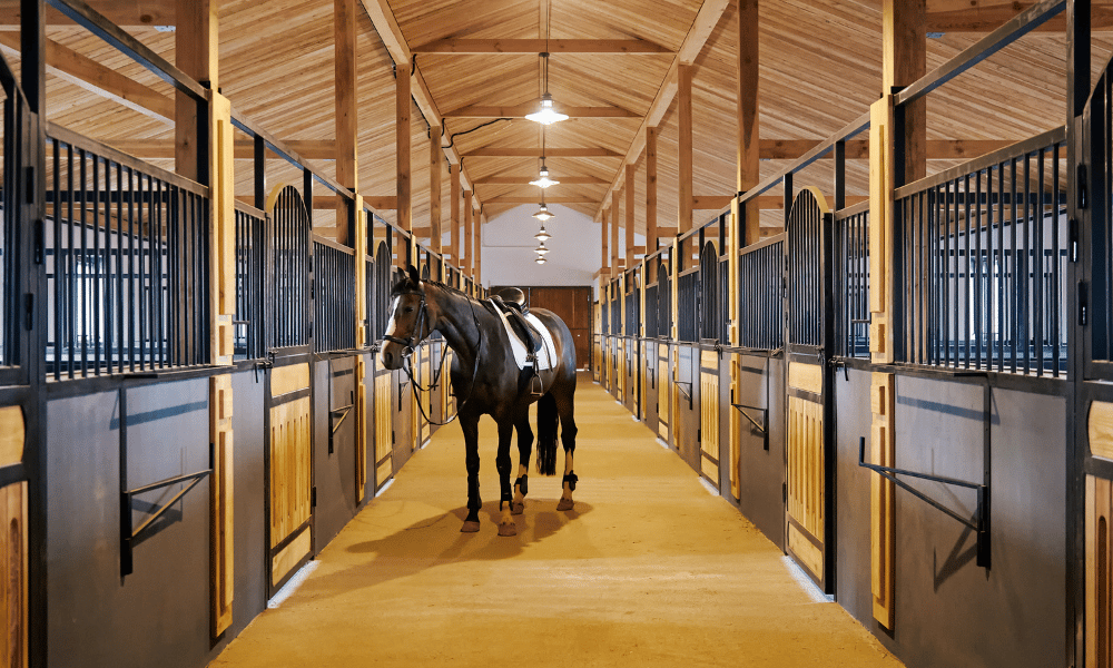 Animal Justice seeks dismissal of horse exporter’s defamation suit under Manitoba anti-SLAPP law