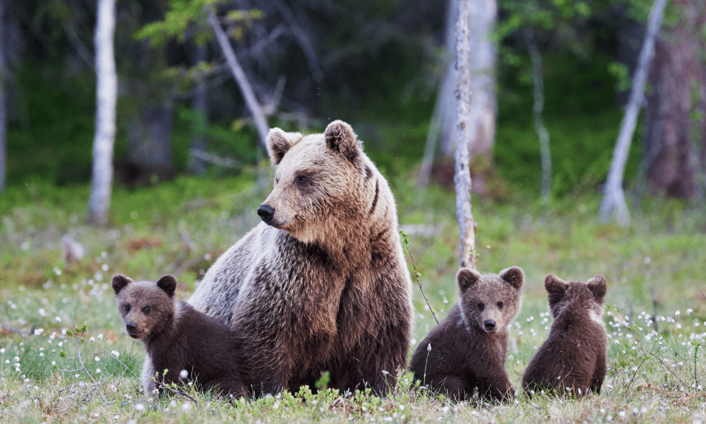 New read on US Endangered Species Act permits indirect harm to animals