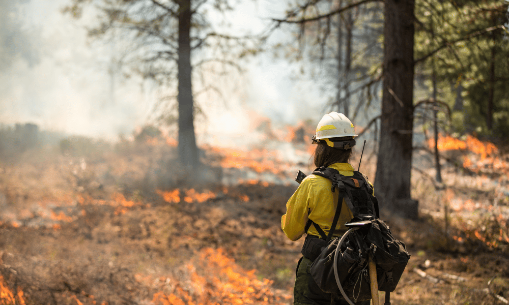FireSmart BC launches wildfire safety curriculum for schools