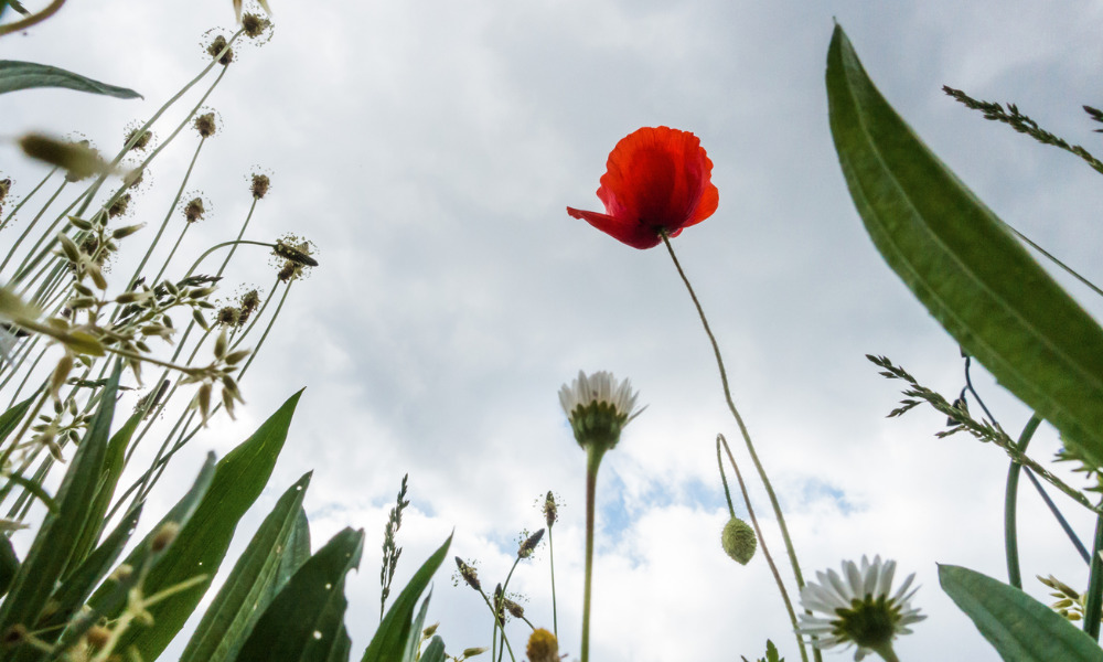 Tall Poppy Syndrome: How to confront the issue head on