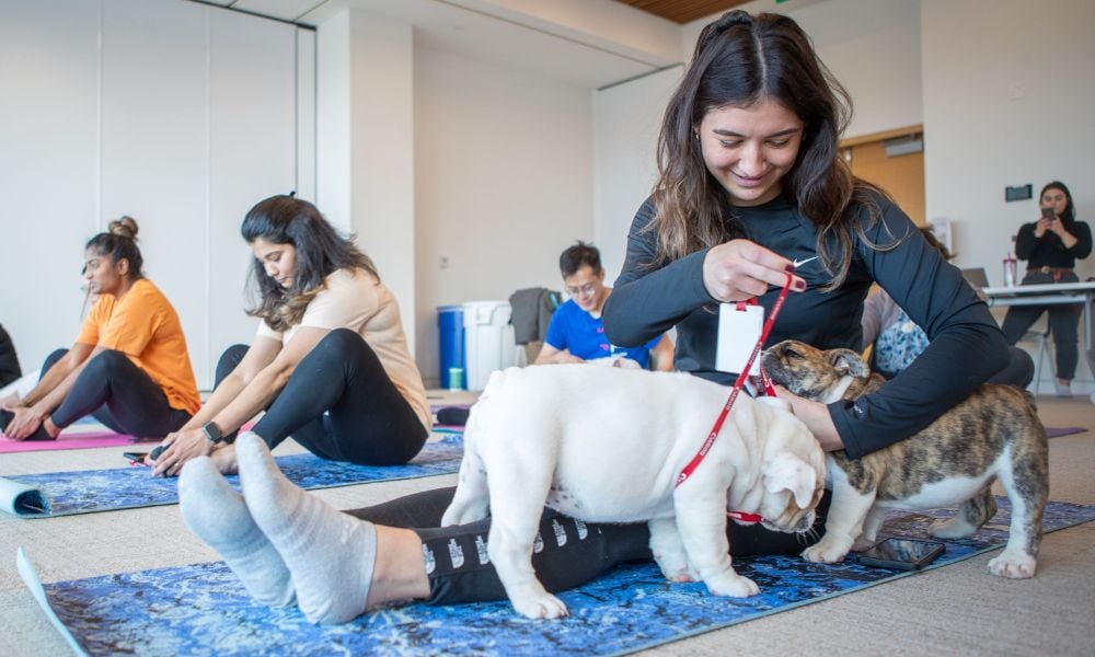 Puppy yoga and ‘kyosei’: Building colleague relationships in hybrid models