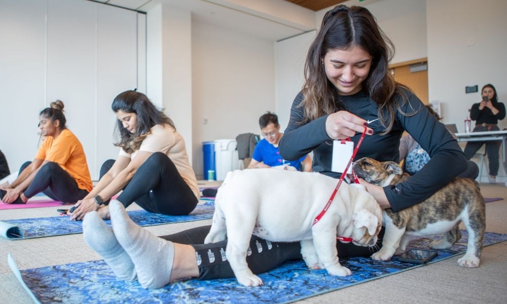 Puppy yoga and 'kyosei': Building colleague relationships in