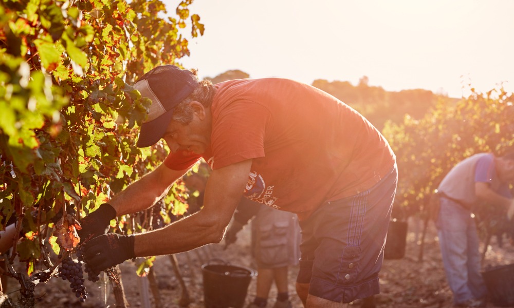 Group calls for legislation to protect farm workers from heat stress