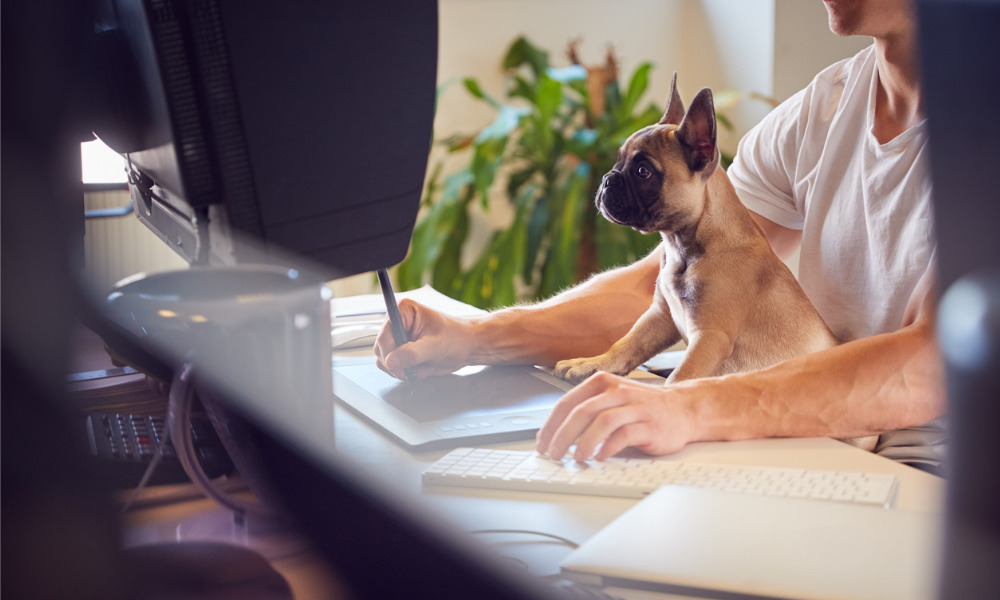 Fun Friday: Bringing pets to the workplace – yay or nay?