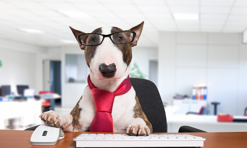 NZ’s Top Office Dog competition is finally here