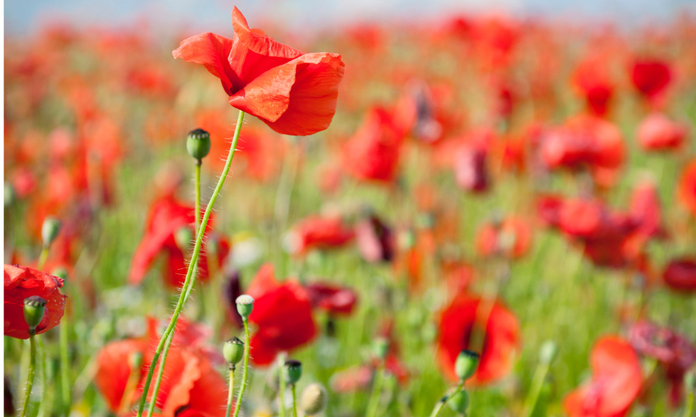 Five ways to deal with tall poppy syndrome in the office