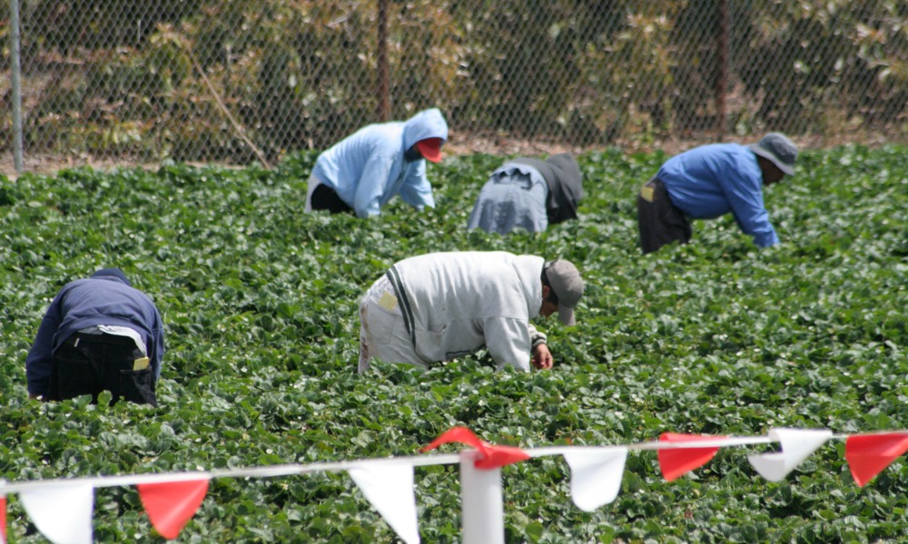 New Zealand passes greater protections for migrant workers