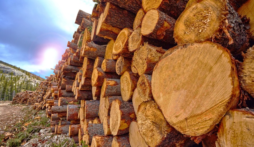 Brink Forest Products fined nearly $38K by WorkSafeBC