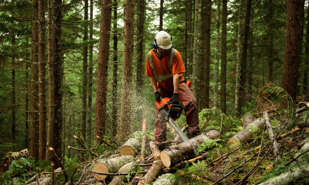 Companies looking at SIFp events to fight high severity incidents in forestry work: report